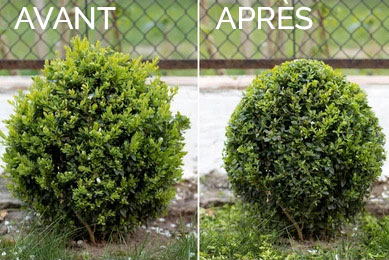 Taille-haie-avant_apres